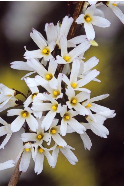 Абеліолистник дворядний|Abeliophyllum distichum|Абелиолистник двухрядный